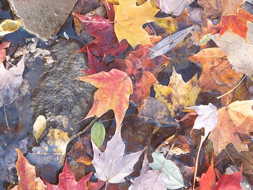 Printify CC T Shirt Template